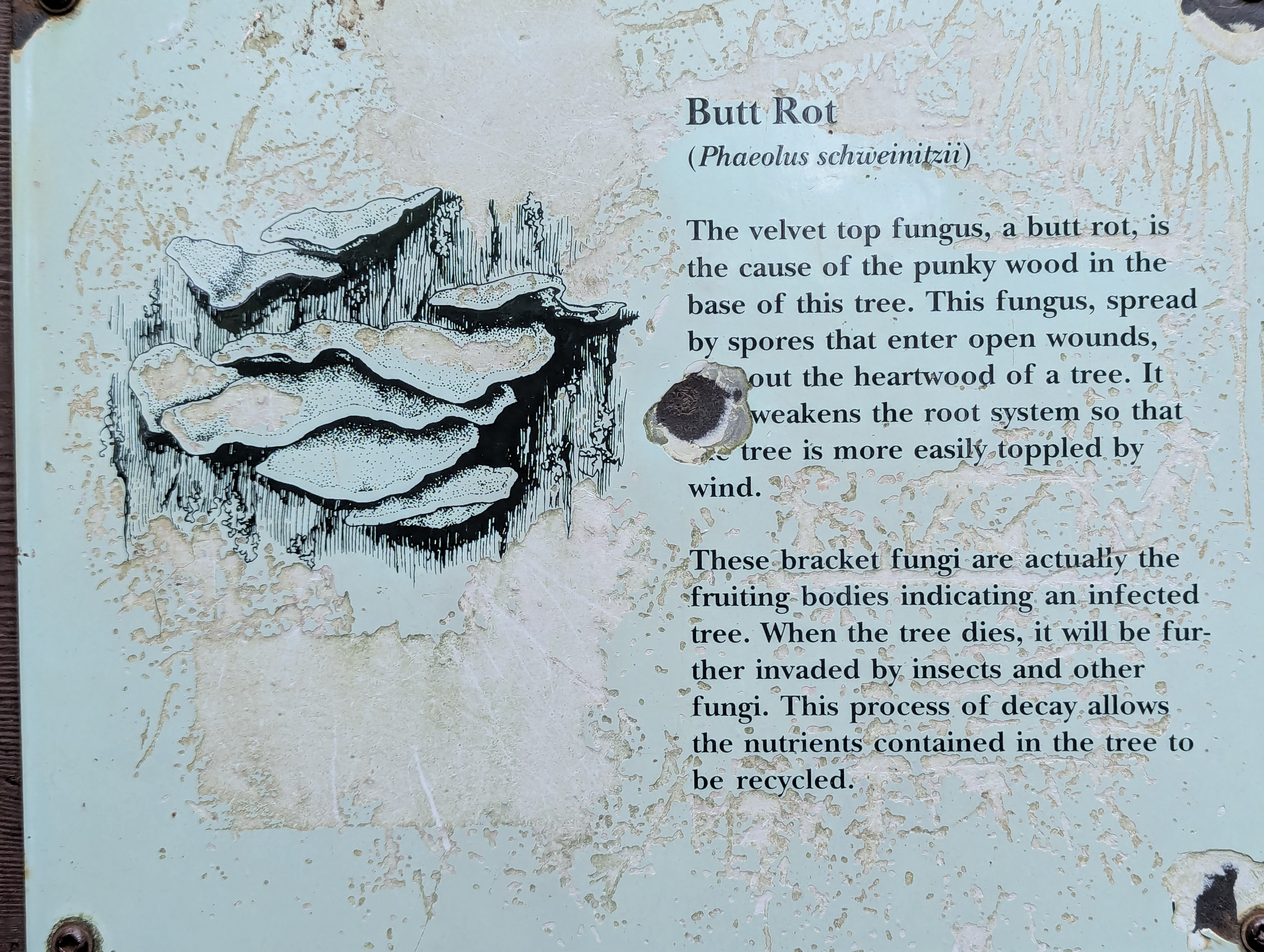 Birthday Trip to Canada, Cathedral Grove, Vancouver Island